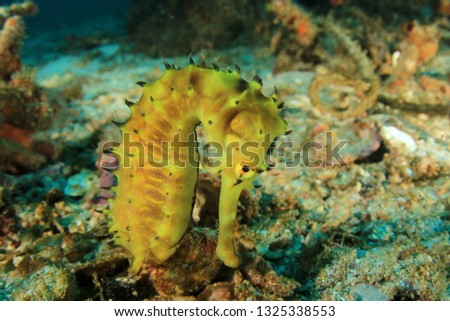 Yellow Thorny Seahorse 
