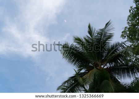 Costa Rica Palm Scenes