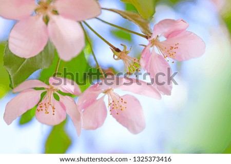 Stamens of blossom flowers with pink and red petals on background of blue sky. Easter background with blossom blooming in springtime. Apple tree flowers blooming. Blossoming cherry flowers