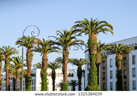 palm trees and buildings in city, beautiful photo digital picture