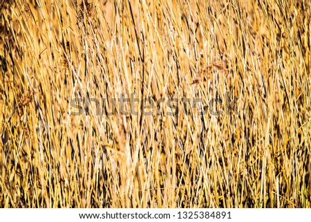 Pale Yellow Dense Reeds Background Poster