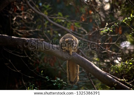 Eastern fox squirrel (Sciurus niger)
