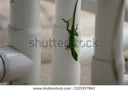 Anole lizard climbing on patio furniture.
