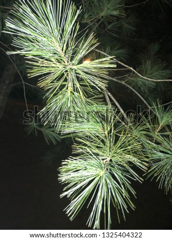 Amazing coniferous plant pic taken at night 