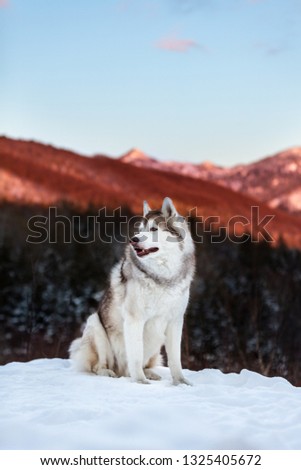 Profile Portrait of gorgeous Siberian Husky dog sitting is on the snow in winter forest at sunset on bright mountain background. Husky dog looks like a wolf