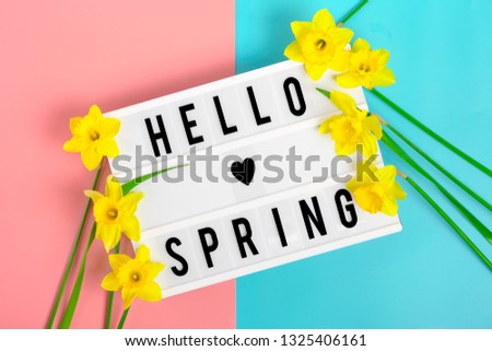 Beautiful yellow flowers of daffodils,  lightbox with  quote Hello spring on blue, pink background  Holiday concept Happy easter, 8 March, International Womens day, Mothers day Top view Flat lay
