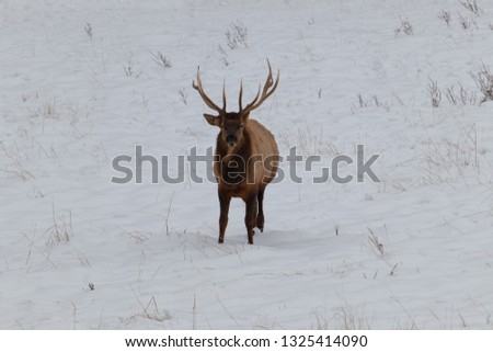 Multiple images of American Elk after a recent snow storm. Some are of the male elk clashing their antlers but most are "portraits" of a larger, older elk