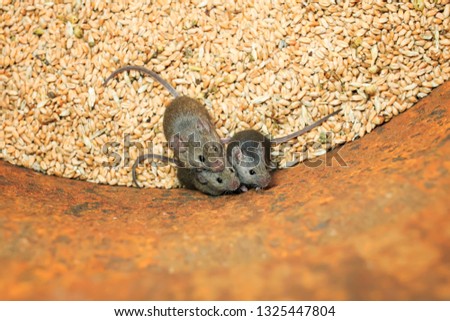 three fun harmful rodent little grey mouse sitting in a barrel with a stock of wheat , damage the crops and frightened look up
