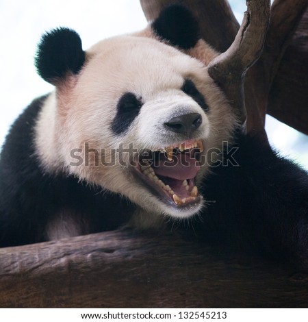 Closeup of panda bear roar