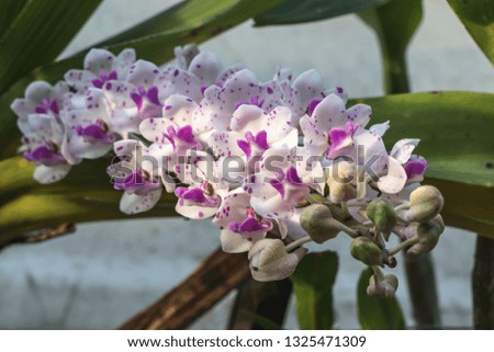 Beautiful orchid pictures in the morning