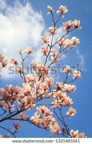 Magnolia pink blossom flowers against blue sky