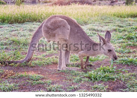 Australian kangaroo looking for fresh dewy grass in a paddock in the pink light of sunrise