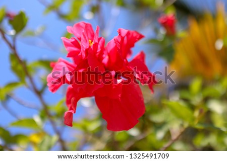 Red flowers in the morning with natural background