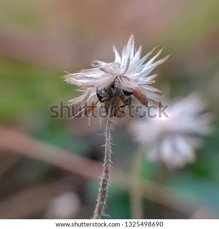 Picture of dried grass flower in the lawn