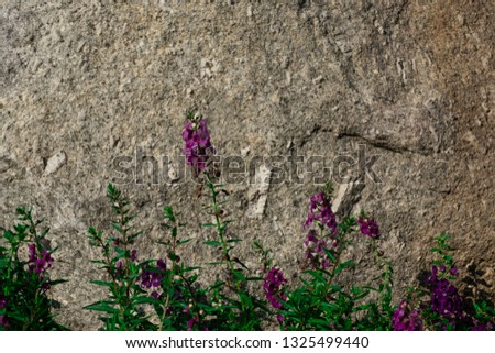 purple flower on grey stone background texture