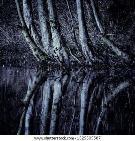 Nature photography.Reflection of tree trunks growing on water edge.Dark and moody landscape image in square format ideal for print.