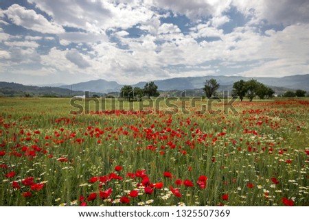 poppy in the wheat field. Salihli Manisa