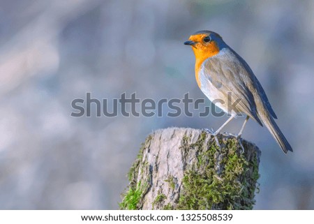 European robin, Erithacus rubecula, perching on tree trunk in british woodland on sunny spring day.Bright and vibrant picture of cute, small bird with blurred background and copy space.