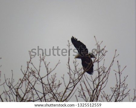 Hunting White-tailed eagle flying in the cloudy sky