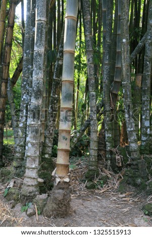 Bamboo grows in a park, Rio de Janeiro, Brazil