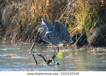 Grey Heron on frozen water