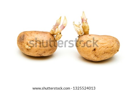 A picture of two germinating potatoes with scions.
