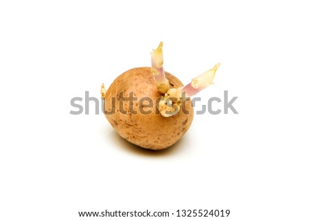 A picture of a single germinating potato with scions.