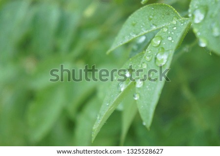 Pattern of green leaves with dewdrop in selective focus