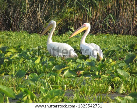 Common white pelicans, Danube Delta, Romania