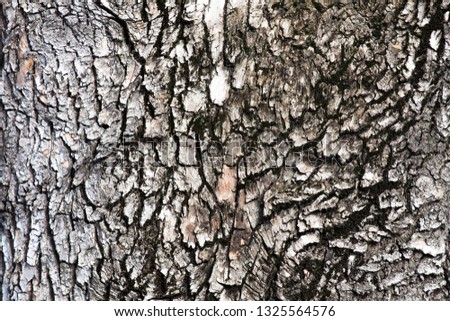 tree texture bark
