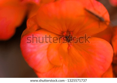 Flower.Red Flower Close up. Image red flower close up. Red flower beauty background.