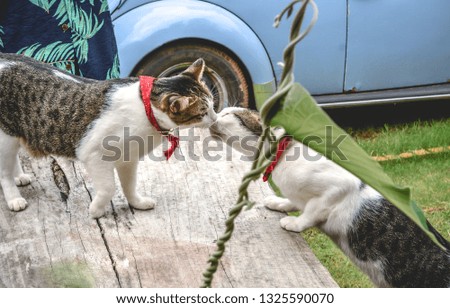 Couple cat kissing and playing together outdoor