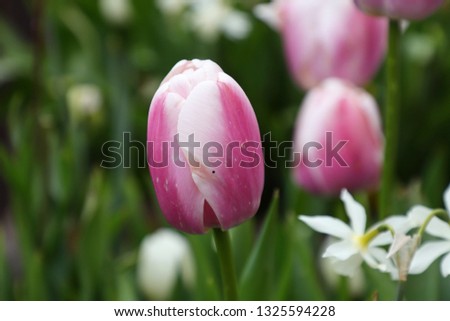 Tulip, The sign of purity