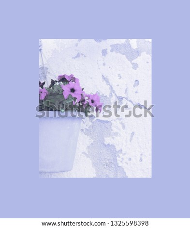 Picture of petunia flowers in a flowerpot closeup hanging on an old house wall with lilac frame as a background
