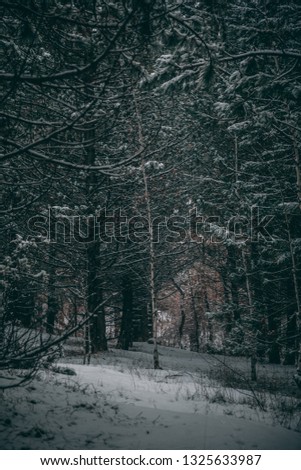 A thin tree in a forest during winter