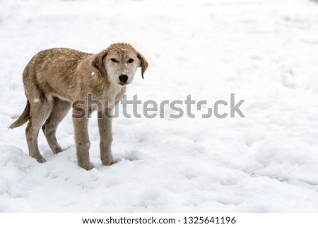 A dog begging for food in outdoor. A hungry poor dog in a snowy weather