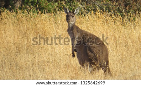 The kangaroo mother took her baby to jump in the grass field.