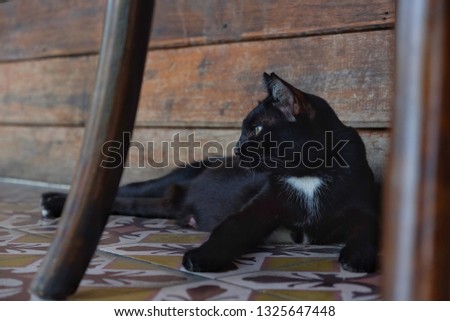 Thai black cat sitting on the floor.homeless cat.