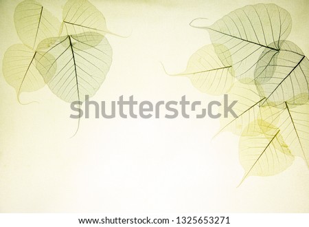 transparent leaves on a soft light background  Royalty-Free Stock Photo #1325653271