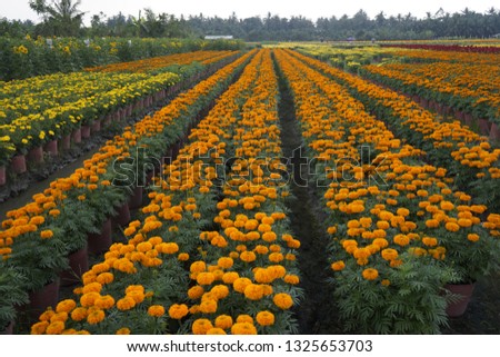 Sa Dec flower garden in Dong Thap province, Vietnam. It's famous in Mekong Delta for growing and supplying flowers to the whole country. The gardens are tourist destination during Tet Holidays in Viet
