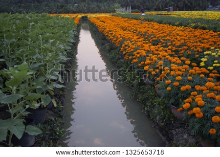 Sa Dec flower garden in Dong Thap province, Vietnam. It's famous in Mekong Delta for growing and supplying flowers to the whole country. The gardens are tourist destination during Tet Holidays in Viet
