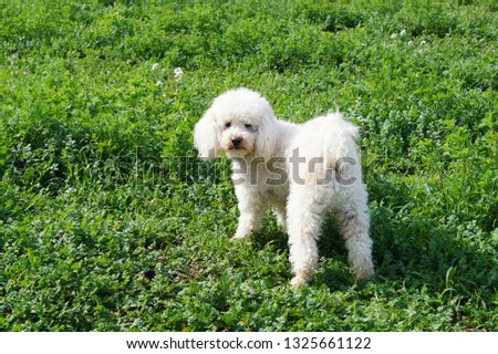 In this picture I can see a white Poodle dog in a green meadow.
