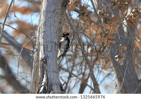 Hairy Woodpecker  Bosque del Apache Wildlife Reserve New Mexico USA