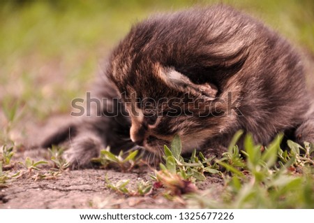 Portrait of a little kitten outdoors. The kitten is lying and warming itself in the warm summer on the green grass. Sad lonely kitten looking for a host. Waiting for his mom