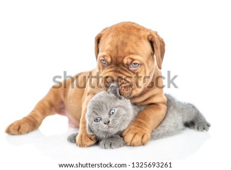 Friendly puppy hugging and kisses kitten. isolated on white background