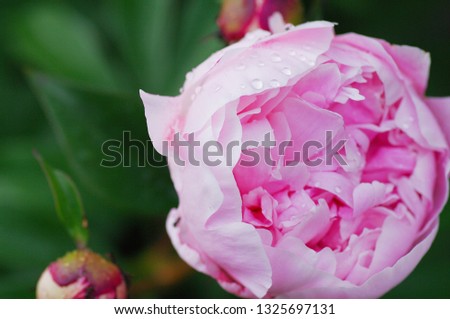 close up water drop on petal of the peony blossom. fresh bright blooming pink peonies flowers with dew drops on petals. Soft focus.