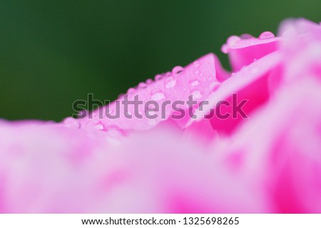 close up water drop on petal of the peony blossom. fresh bright blooming pink peonies flowers with dew drops on petals