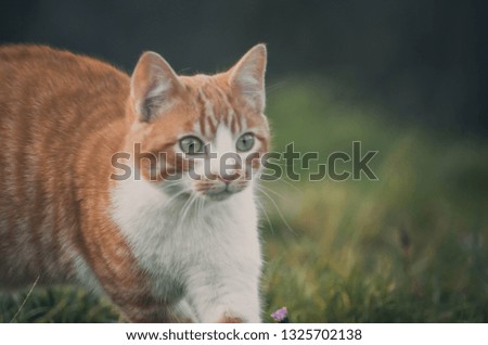 
Lovely portrait of a cat in the field. Animal
