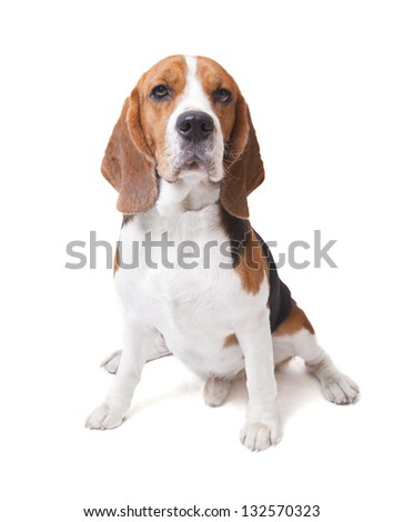 face of beagle dog on white background