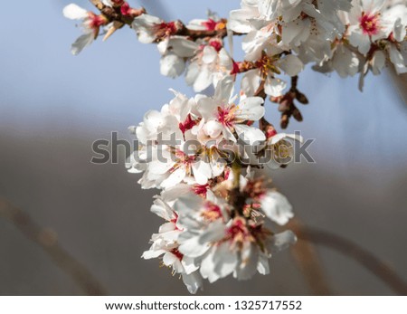 Scene with almond branch and flowers in spring.